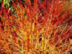 Masses of orange and red twigs on Cornus Midwinter Fire